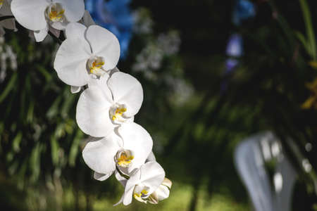Award-winning white orchid in the gardenの写真素材
