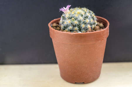 A pot of Mammillaria shiedeana with little pink flowerの写真素材