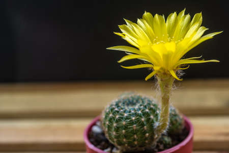Lobivia arachnacantha yellow flower bloomingの写真素材