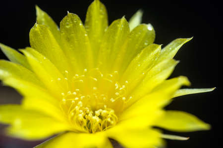 Lobivia Arachnacantha yellow flower bloomingの写真素材