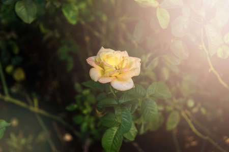 Single blooming yellow and pink rose with sunlight filterの写真素材