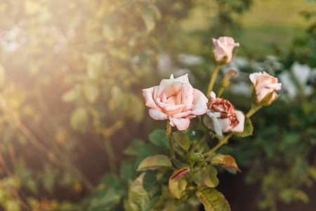 Soft light roses in the garden with filter appliedの写真素材