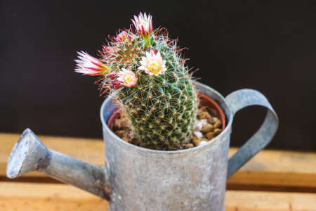 Flowers of Mammillaria capensis cactus are blooming in early morningの写真素材