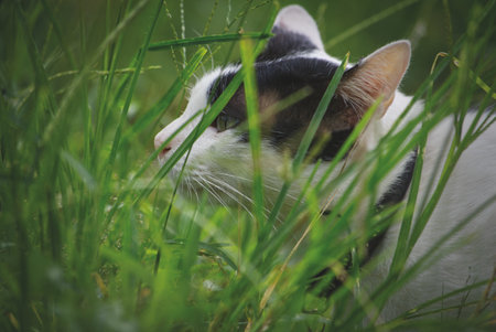Cat in the grass. Cat in the grass. Cat in the grassの写真素材