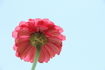 chrysanthemumの写真素材