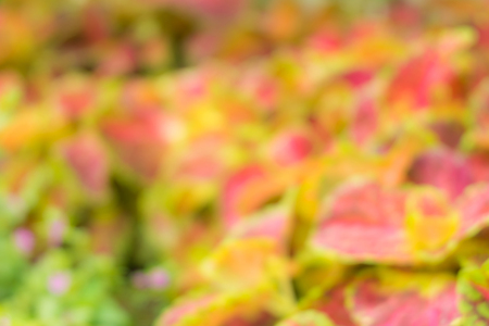 Blur of Plectranthus scutellarioides (Coleus) garden for Backgroundの写真素材
