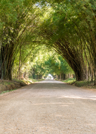 road through tunnel of bamboo tree forestの写真素材