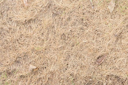 Background of dry Grass texture for Nature ecology concept
