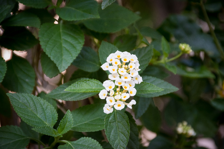 close-up of lantana camara flower bloom in the garden for backgroundの写真素材