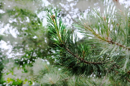 Bright green pine trees on a refreshing day.