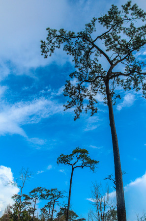 Pine tree and sky at Phu kradueng National Park, Loei, Thailandの写真素材