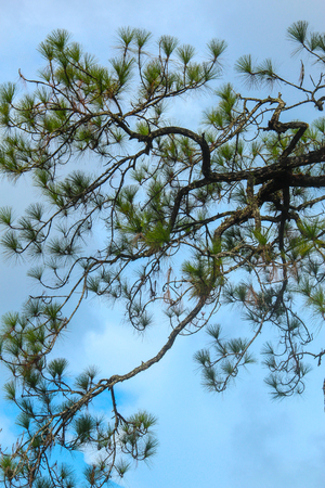 Merkus pine at Phu Kradueng National Park, Thailandの写真素材