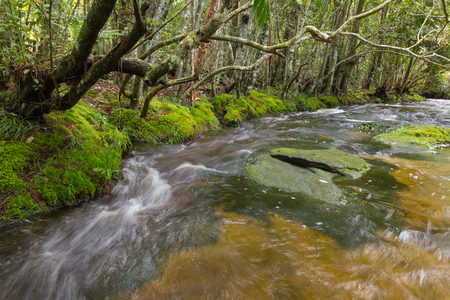 Steam in Phu Kradueng National Park, Loei, Thailandの写真素材