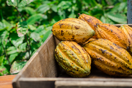 Cacao fruit, raw cacao beans, Cocoa pod on wooden background.の写真素材