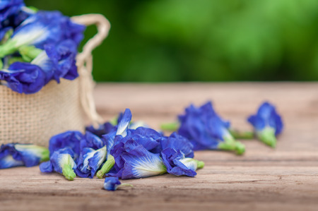 Fresh Butterfly pea flower, Clitoria ternatea in basket on wooden table with nature background.の写真素材