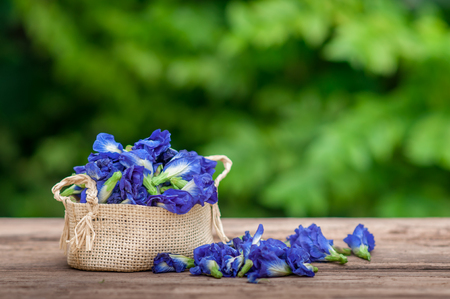 Fresh Butterfly pea flower, Clitoria ternatea in basket on wooden table with nature background.の写真素材