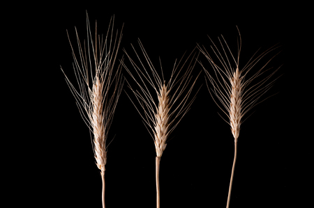 close up deatil of barley on the black background.の写真素材