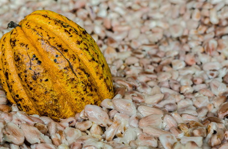 Cacao fruit, raw cacao beans, Cocoa pod background.の写真素材