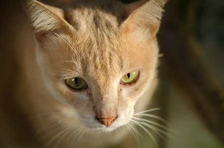 A Cat face with beautiful eyes close up portrait.の写真素材