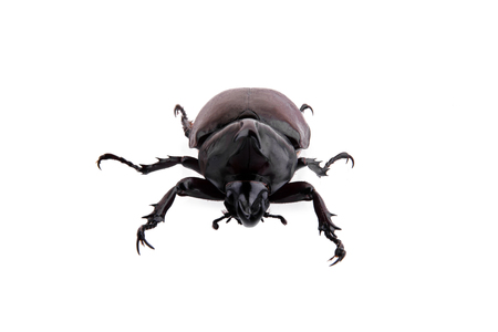 Xylotrupes gideon on a white background. Siamese rhinoceros bug.の写真素材