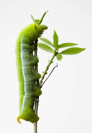 Oleander Hawk Moth Caterpillar (Daphnis nerii, Sphingidae), climb at plant, isolated on white background.の写真素材