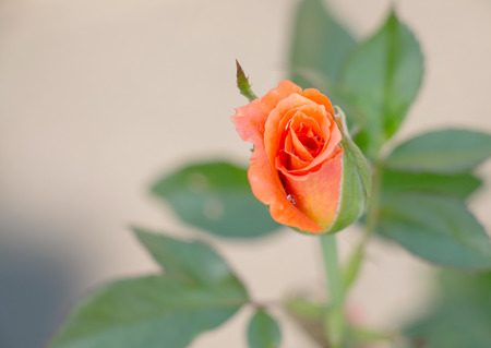 Rose flowerの写真素材