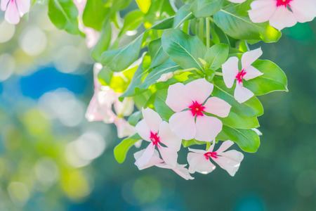Bokeh with fresh flowerの写真素材