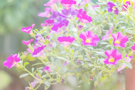 Pink Flower made with pastel tonesの写真素材