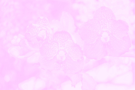 Orchid flower soft focus made with pastel tonesの写真素材