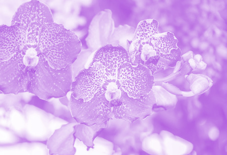 Orchid flower soft focus made with pastel tonesの写真素材