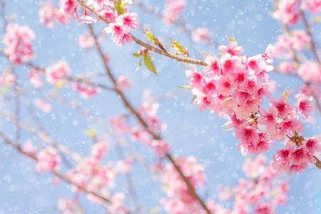 Sakura or Cherry blossom with water spray in pastel filter style backgroundの写真素材
