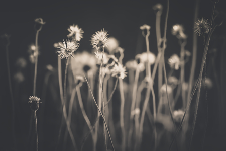 Abstract soft and blurred focus grass flower on black and white filter styleの写真素材