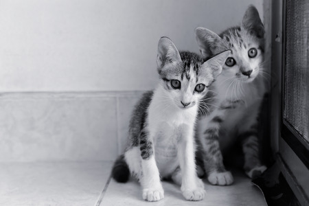 Black and white two kittens sitting on the floor,selective focusの写真素材
