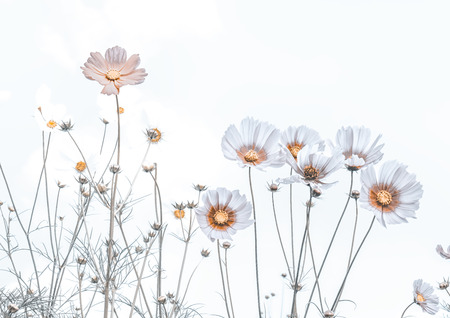 Cosmos flower in the garden on white background ,dark pastel toneの写真素材