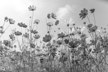 Soft focus and blurred cosmos flowers on pastel color style for background,vintage styleの写真素材