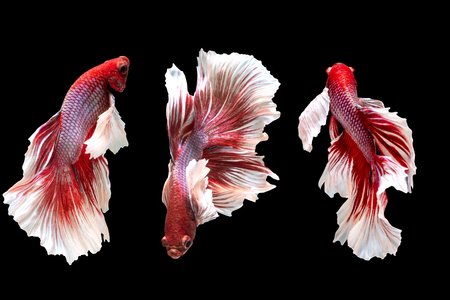 Group of moving Siamese fighting fish, Beta fish on black backgroundの写真素材