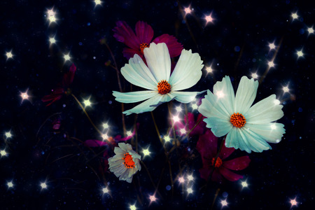 Soft focus Cosmos flower with bokeh star glillter on dark blue backgroundの写真素材