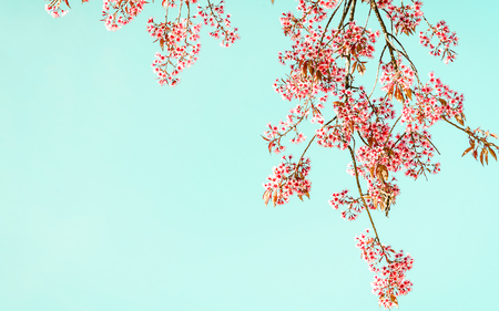 Soft and blurred Sakura or Cherry blossom on green backgroundの写真素材