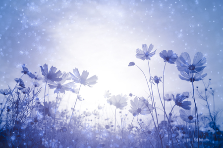 White cosmos flowers in the garden at night is blurry flocus with bokeh glitter starの写真素材