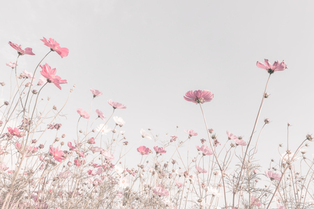 Soft focus and blurred cosmos flowers on pastel color style for backgroundの写真素材