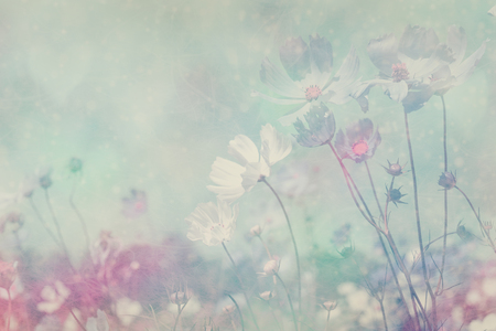 Soft blurred of cosmos flower in the pastel color styleの写真素材