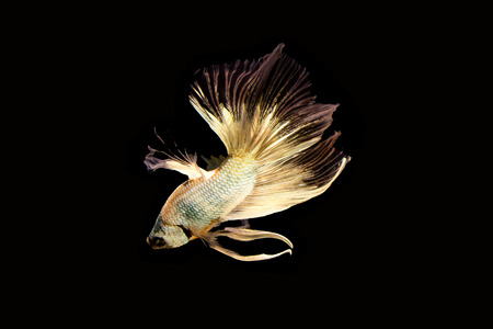 Fighting Fishの写真素材