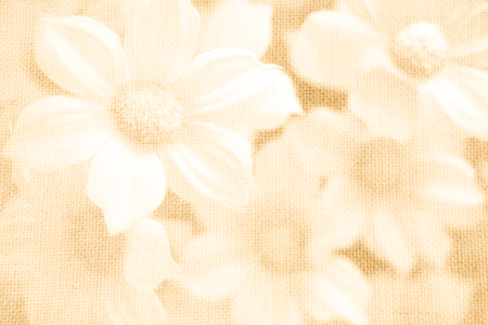 White flower on gold burlap texture backgroundの写真素材