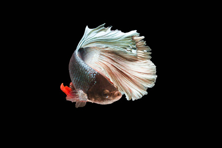 Siamese fighting fish isolated in black background. Betta Splendensの写真素材