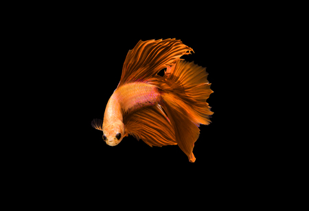 Gold Betta fish, siamese fighting fishの写真素材
