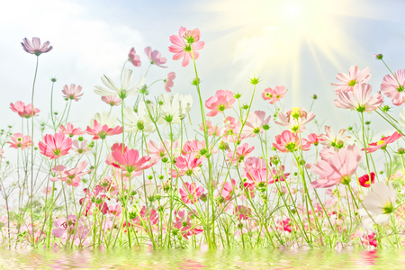 Cosmos flower on pastel filter style for backgroundの写真素材