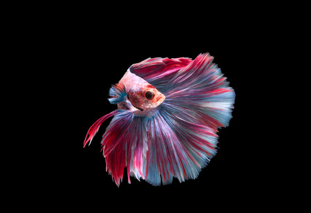 Colorful Fighting Fishの写真素材