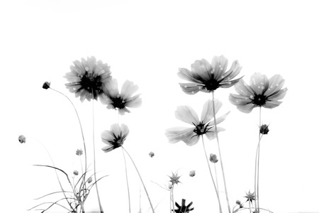 Double exposure soft focus and blurred cosmos flowers on white backgroundの写真素材