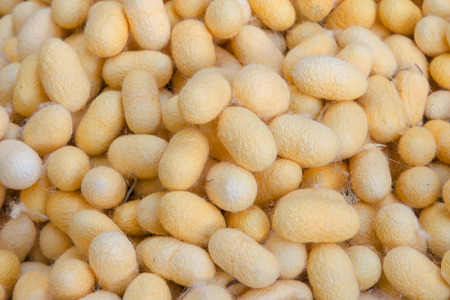 Gold cocoon silk,silkwormの写真素材