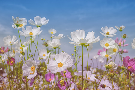 Cosmos flowers on pastel color style for backgroundの写真素材